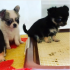 間もなく販売開始です